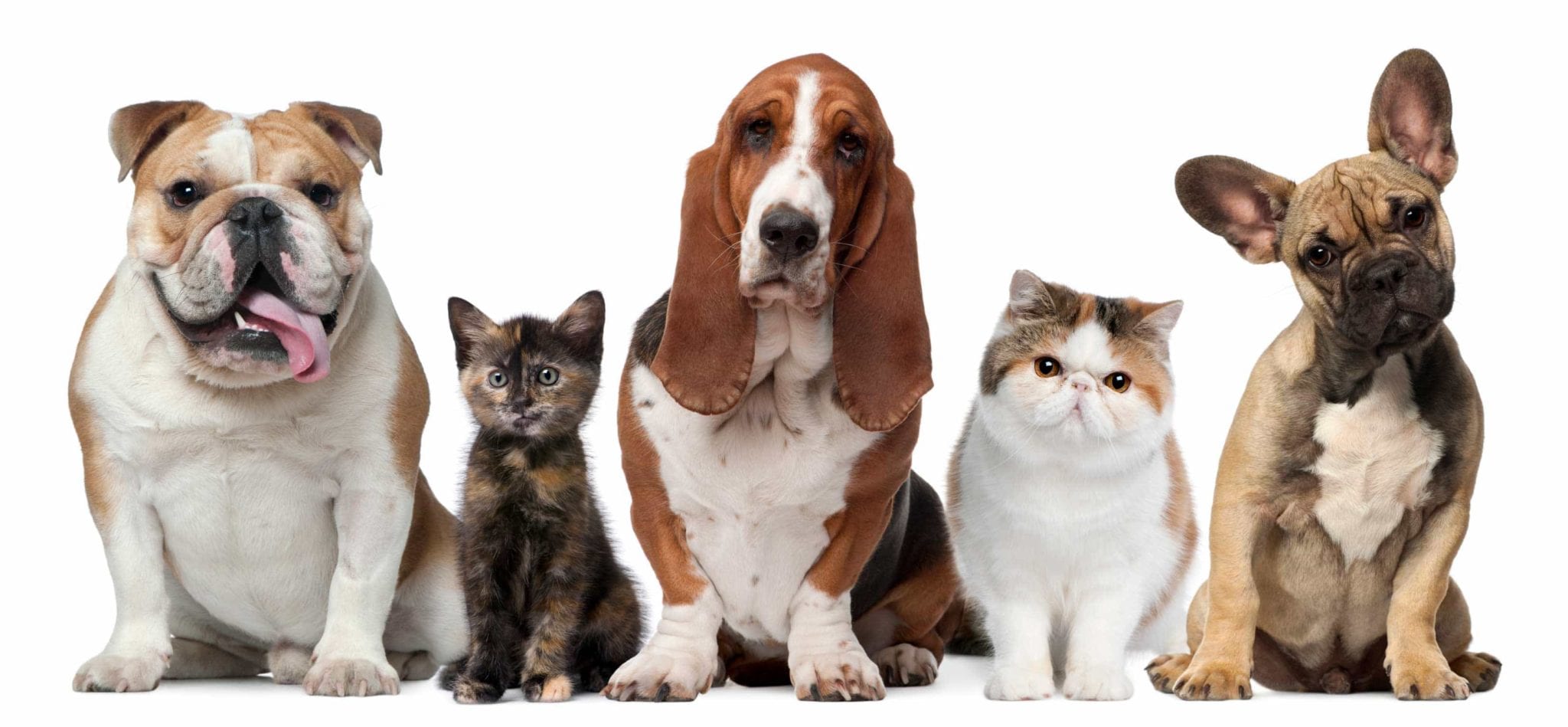 Come guadagnare facendo il pet sitting